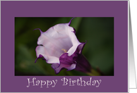 Birthday, Angel’s Trumpet card