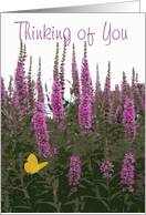 Thinking of You, Flowers & Butterfly card