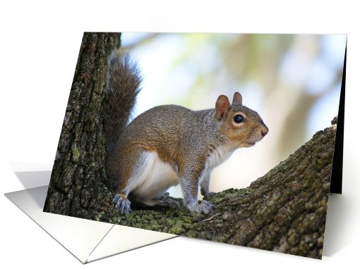 I see You! Cute Squirrel card (468455)