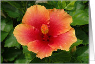 Orange Hibiscus Bloom, Blank card