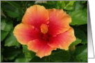 Orange Hibiscus Bloom, Blank card