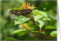 Striped Butterfly on Bloom card