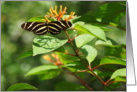 Striped Butterfly on Bloom card