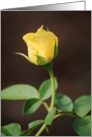 Yellow Rose Bud card