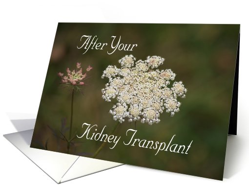 Kidney Transplant, Queen Anne's Lace card (538638)