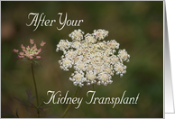 Kidney Transplant, Queen Anne’s Lace card
