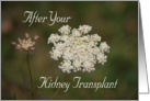 Kidney Transplant, Queen Anne’s Lace card