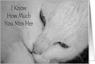Sympathy for death of cat, sweet white cat with paw up card