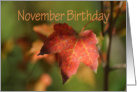 November Birthday, bright fall leaf card