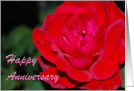 Anniversary Red Rose - From Spouse card