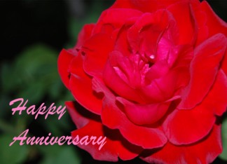 Anniversary Red Rose...