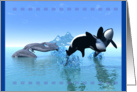 Playing Dolphin/Whales card