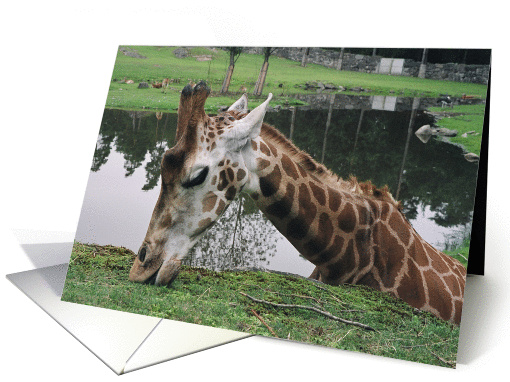 Giraffe Dinner Invitation card (243936)