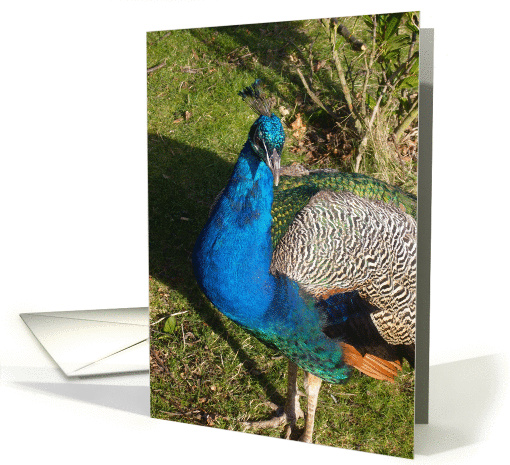 Peacock Blank card (250879)