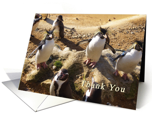 Penguins Thank You card (252066)