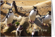 Penguins Thank You