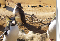Penguins Birthday card