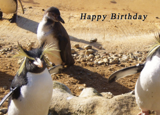Penguins Birthday