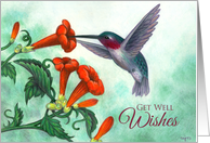 Get Well Wishes Hummingbird with Trumpet Creeper card