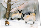 Christmas Sheep card