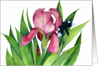 Iris and dragonfly card