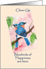 bluebird card