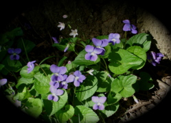 Violets