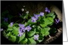 Violets card