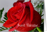 Sweet Valentine-Deep Red Rose card