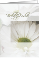 Birthday Wishes-Daisies card