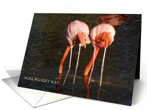 Happy Birthday Twins/ Humor-Flamingos from behind/photography card