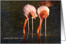 Happy Birthday Twins/ Humor-Flamingos from behind/photography card