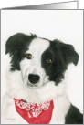 Simon the Border Collie, Blank Note Card