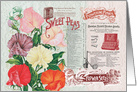Sweet Peas Flower Seeds All Occasion Vintage Card