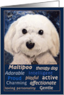 Cute White Maltipoo Dog Original Oil Painting Blank Note card