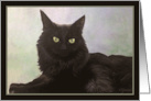 Black Household Breed Kitty Original Oil Painting Blank Note card