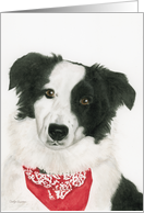 Simon the Border Collie, Blank Note Card