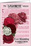 Cashmere Roses All Occasion Vintage Card