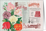 Sweet Peas Flower Seeds All Occasion Vintage Card