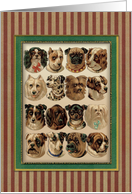 Dogs,Dogs,Dogs card