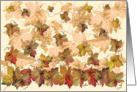 Autumn at the Napa Vineyard card