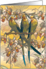 Parakeets card