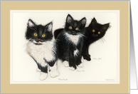 Three Kitty Brothers