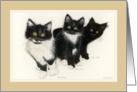 Three Kitty Brothers card