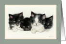 Four Kittens card