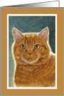 Orange Tabby card