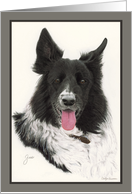 Gus the Border Collie card