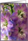 Pastel card