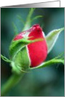 A Red Rosebud card