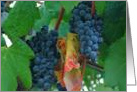 grapes at harvest card